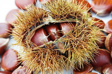 한국 과일 밤 입니다