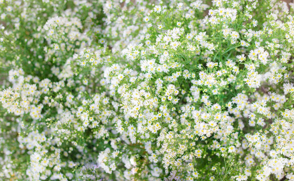 Small white daisy flowers in blurred with green leave background.