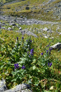 tojad mocny, Aconitum firmum, stanowisko w Tatrach w Dolinie za Mnichem