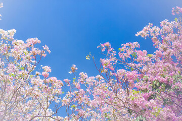 Pantip pink flowers bloom on a bright blue day. Blur the background.Pink trumpet tree in Thailand
