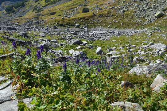 tojad mocny, Aconitum firmum, stanowisko w Tatrach w Dolinie za Mnichem