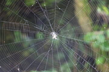 spider web with dew drops