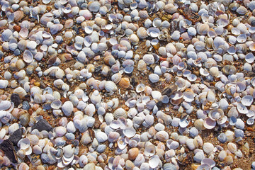 shells on the beach sand