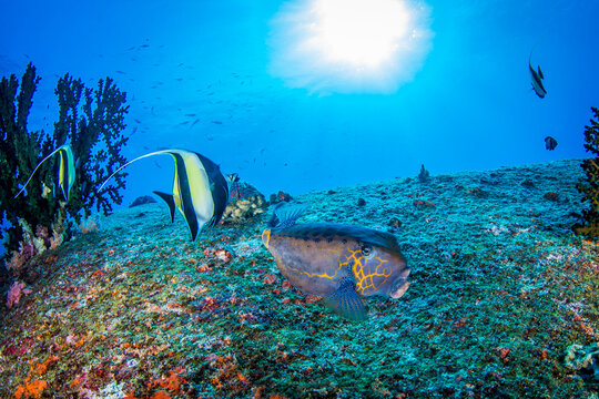 puffer fish and angelfish