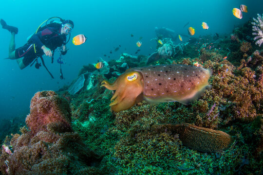 scuba diving with cuttlefish