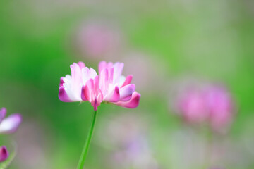 Fototapeta premium 蓮華