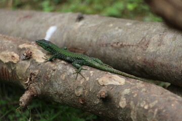 lizard on a tree