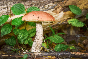 Magnificent birch boletus (Leccinum scabrum) in the forest habitat. Closeup, selective focus, effect bokeh