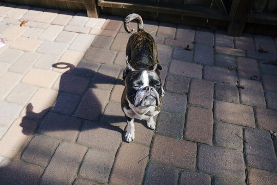 Bruce the Boston Terrier sunbathing.