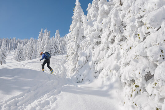 Ski touring in deep snow through forest