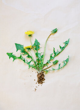 Dandelion weed arranged on table