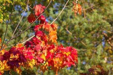 The maple is turning red, orange and yellow