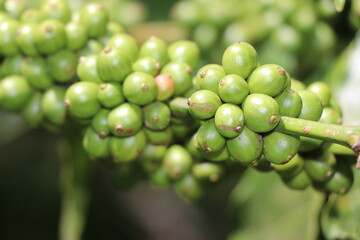 Robusta coffee beans which is unripe on coffee plant macro photo