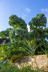 Fototapeta premium Green kale growing in the garden