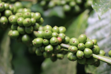 Macro of unripe robusta coffee beans on coffee plant branches