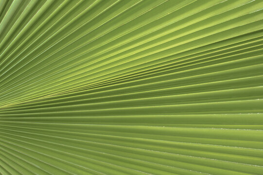 Green palm tree leaf background pattern