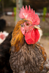 rooster in the farm