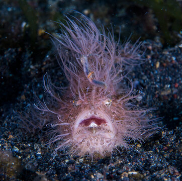 hairy frog fish yelping