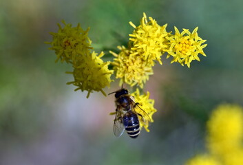 Biene auf einer Goldhaar-Aster