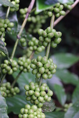 Green coffee beans in branches of robusta coffee plant close up