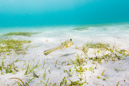 Boxfish