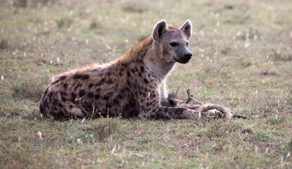 Hyenas or hyaenas are any feliform carnivoran mammals of the family Hyaenidae. Here with the corpse of a dead bat eared fox.