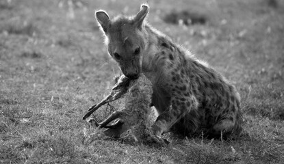 Hyenas or hyaenas are any feliform carnivoran mammals of the family Hyaenidae. Here with the corpse of a dead bat eared fox. Black and White.
