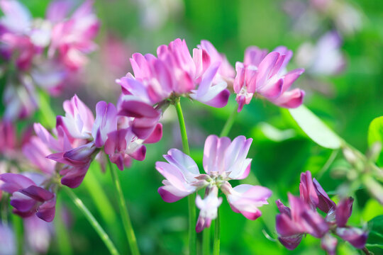 レンゲソウ 花畑 Images Browse 279 Stock Photos Vectors And Video Adobe Stock