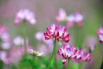 Fototapeta premium レンゲ