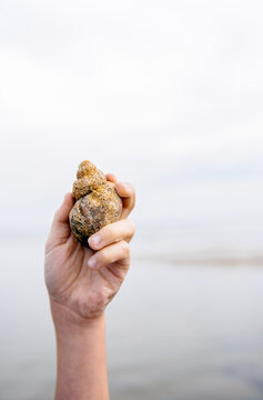 Hand holding a shell