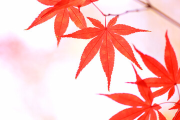 モミジの紅葉　赤い葉っぱ