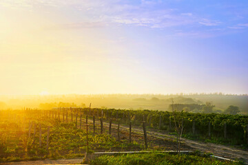 Fototapeta premium Beautiful grape vineyard in the morning sun. Landscape with green vineyards