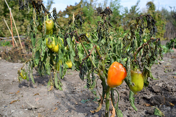 Pepper plant damaged by frost.