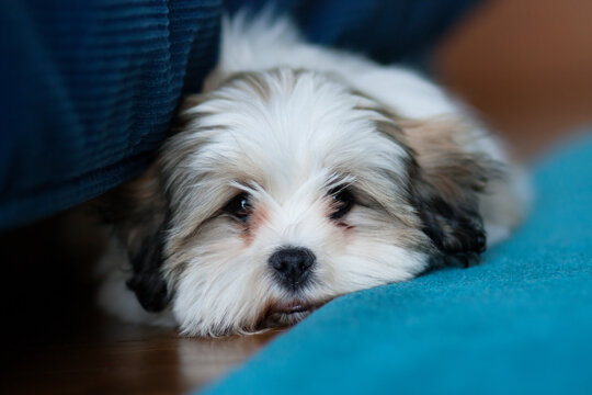 Lhasa apso puppy