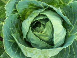 Young white cabbage with dew patches in the vegetable garden, top view.