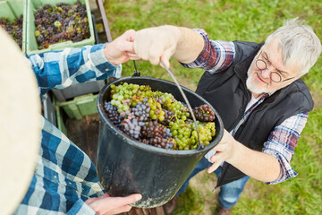 Harvester with bucket full of grapes