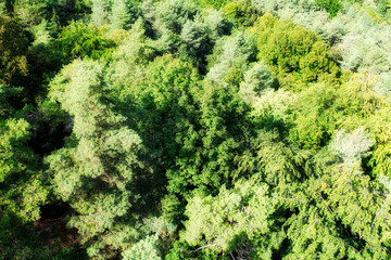 Aerial view of green pine forest - nature landscape