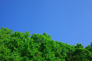 Obraz premium 新緑と青空
