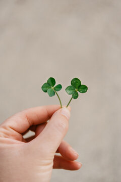 Four leaf clover