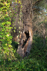 two big hollows in the burnt tree among green thickets