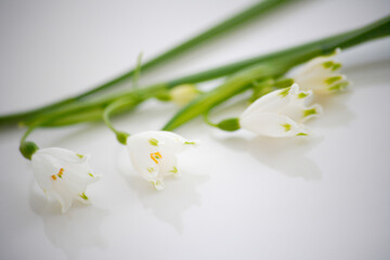 スノーフレーク