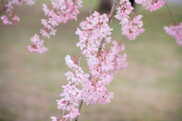 Fototapeta na wymiar 枝垂れ桜