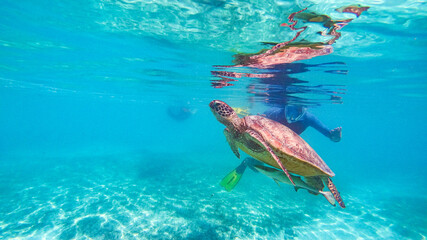 Noumea turtle