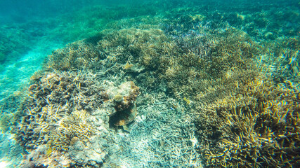 Fototapeta premium Noumea turtle