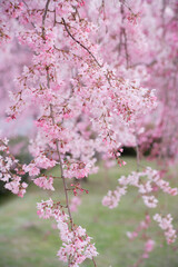 枝垂れ桜