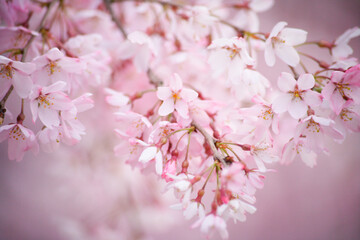 Obraz premium 枝垂れ桜