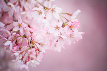 Fototapeta premium 枝垂れ桜