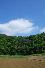 Fototapeta na wymiar 玄海田公園の保存林（横浜市緑区、2007年撮影）