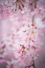 枝垂れ桜