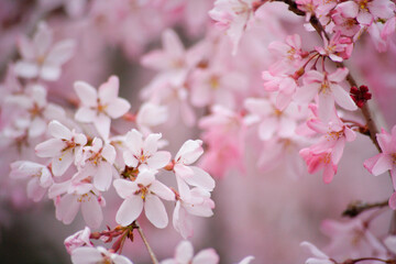 枝垂れ桜